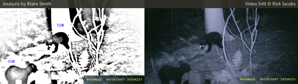 Trail Cam photo (right) taken by Rick Jacobs. Additional Analysis material (left) by Blake Smith. Copyright 2007 Rick Jacobs. 