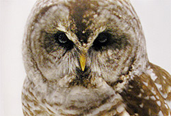 Barred Owl